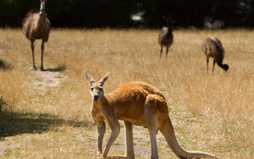 CELEBRATING AUSTRALIAN WILDLIFE WEEK 2022 AND AUSTRALIAN WILDLIFE: A JOURNEY THROUGH TIME