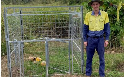 LANDOWNERS URGED TO STOP FERAL PIGS