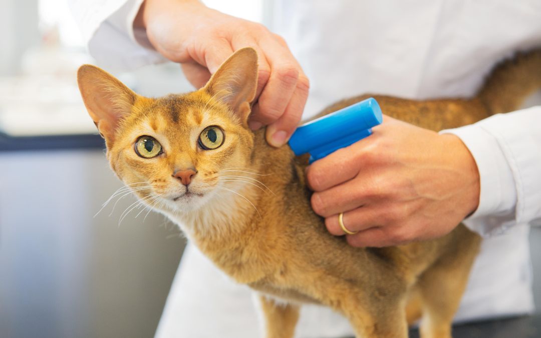 Discount Microchipping Day