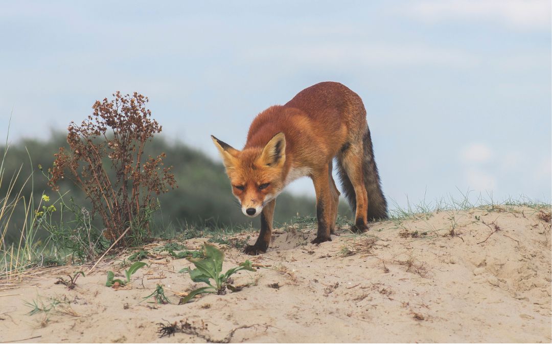 FOX TAIL BOUNTY TRIAL