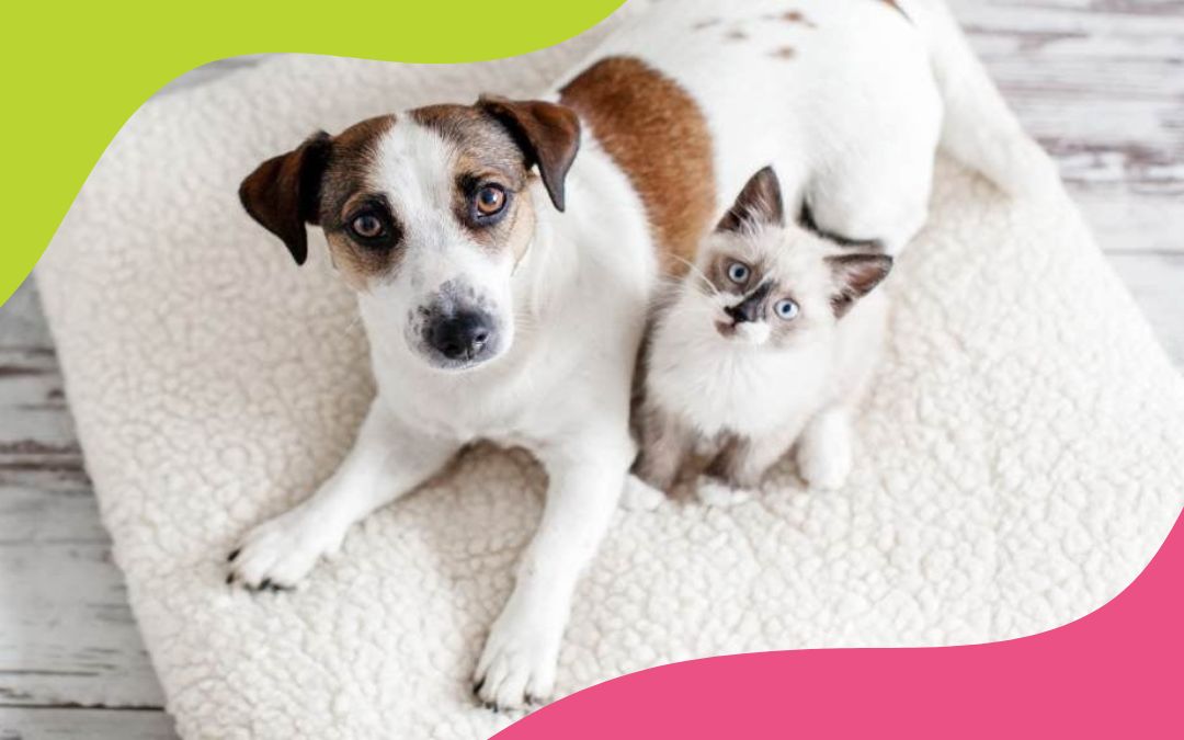 PROTECT YOUR PET