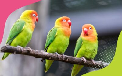 2025 AUSSIE BIRD COUNT