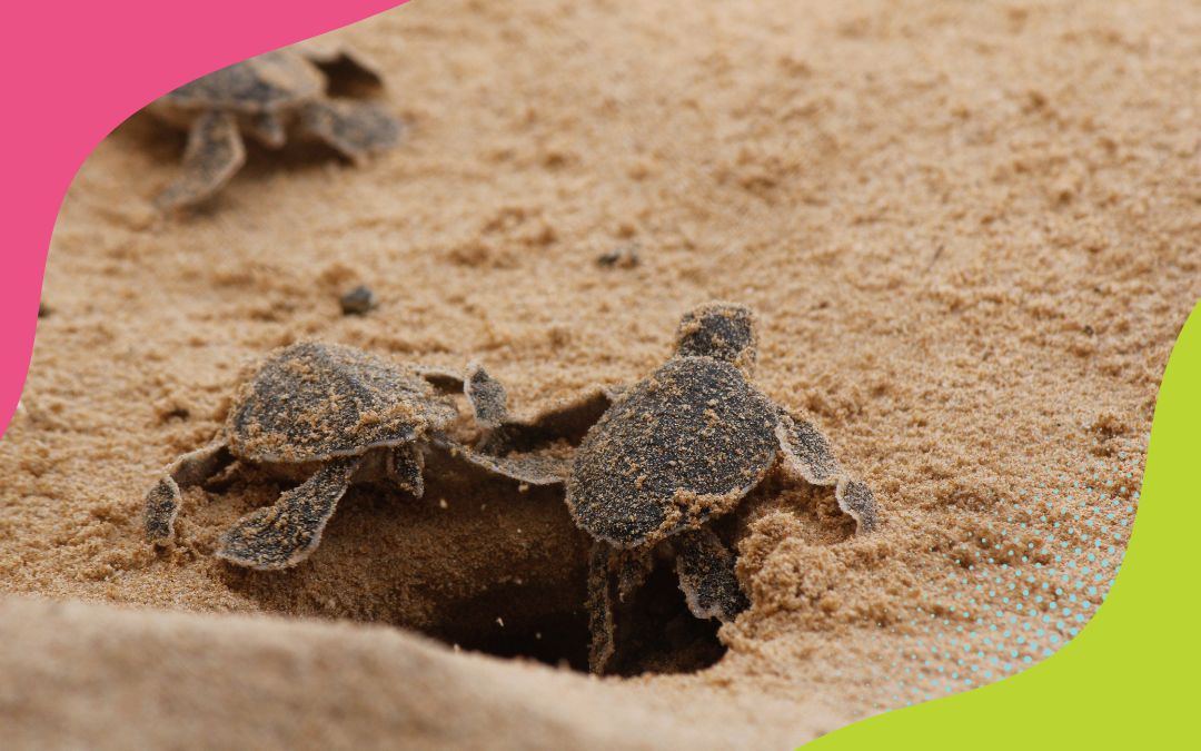 TURTLES DURING NESTING AND HATCHING SEASONS