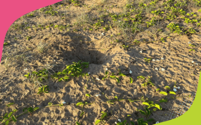 FOX CONTROL PROGRAM PROTECTS TURTLE NESTS