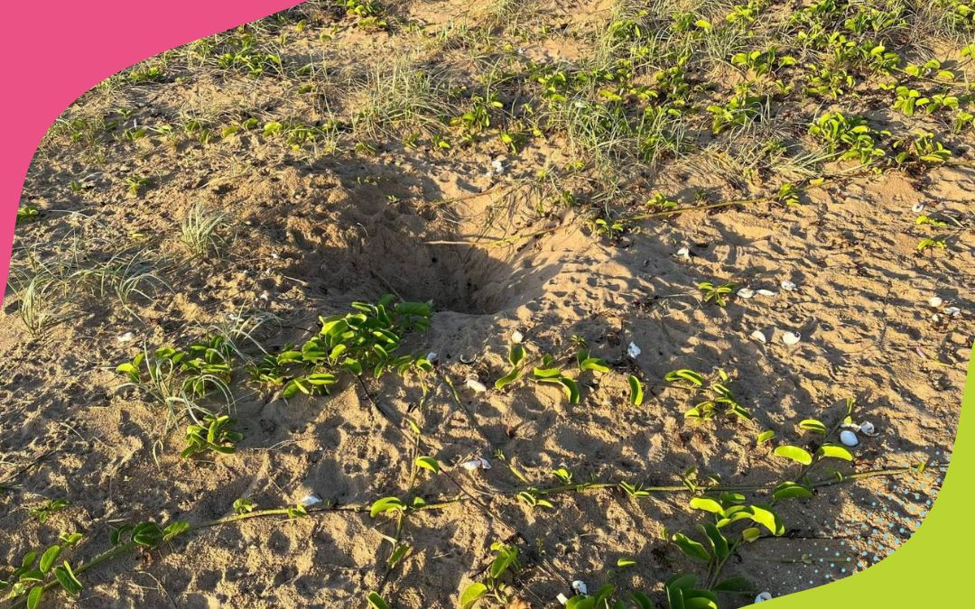 FOX CONTROL PROGRAM PROTECTS TURTLE NESTS