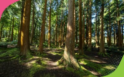 HOW DOES NATURE AFFECT MENTAL HEALTH