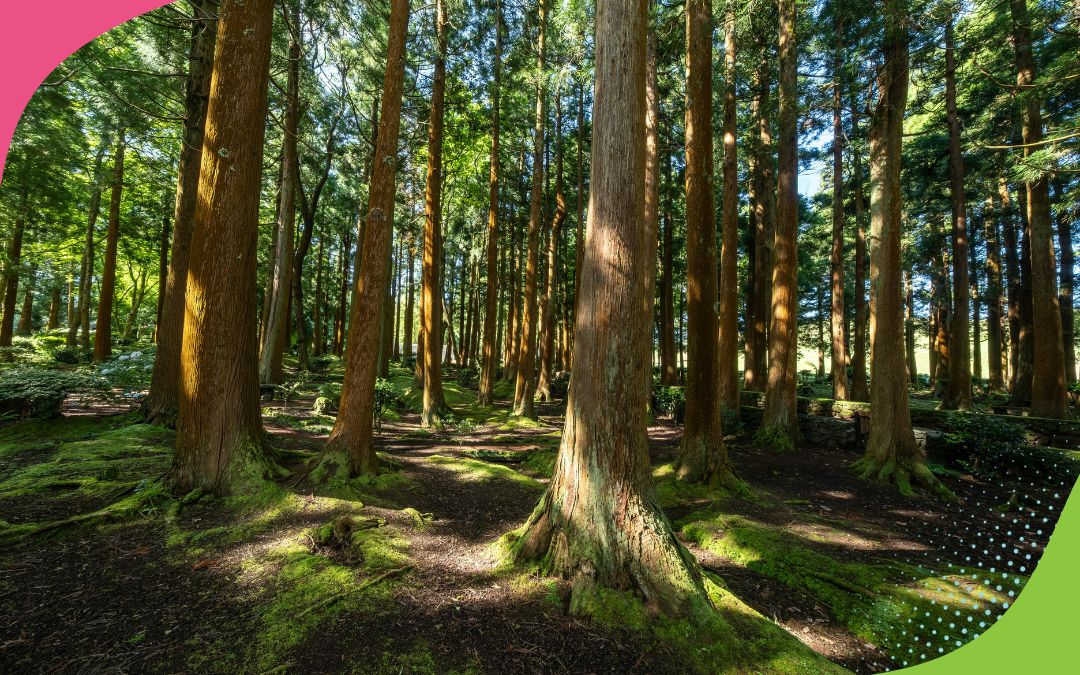 HOW DOES NATURE AFFECT MENTAL HEALTH