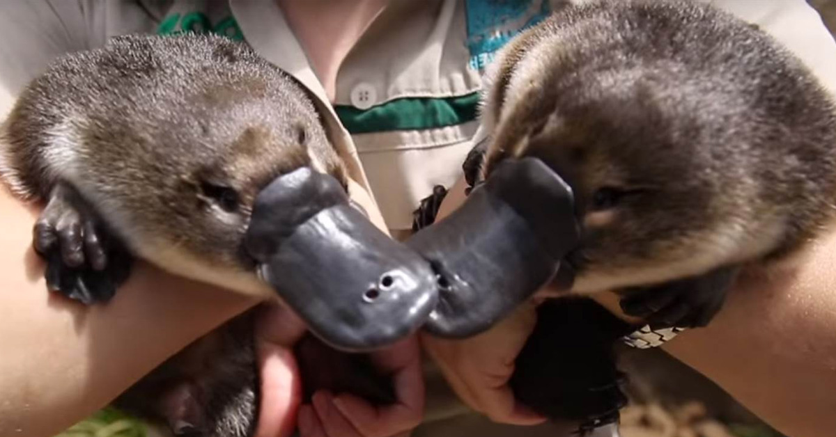 Baby Platypus Twins Take Their First Swim