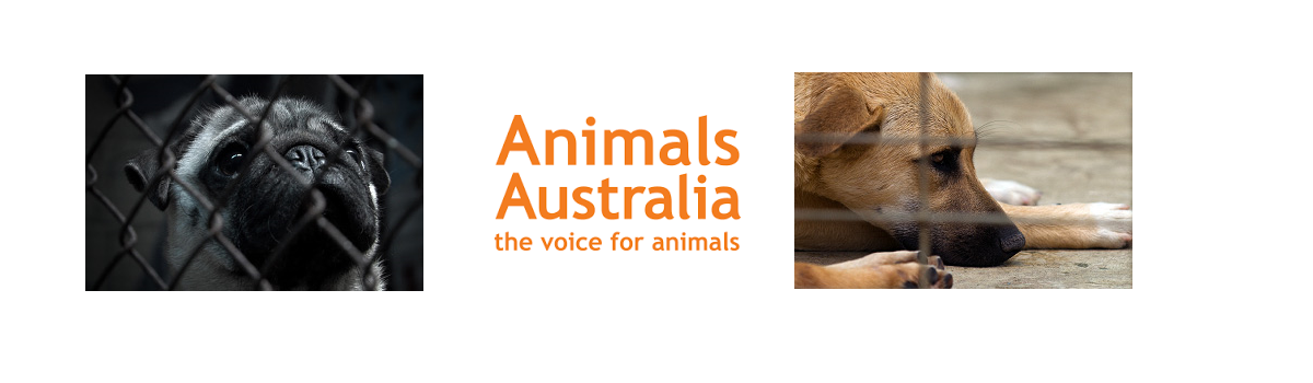 Glenn chats with Lisa Chalk from Animals Australia about Puppy Mills.