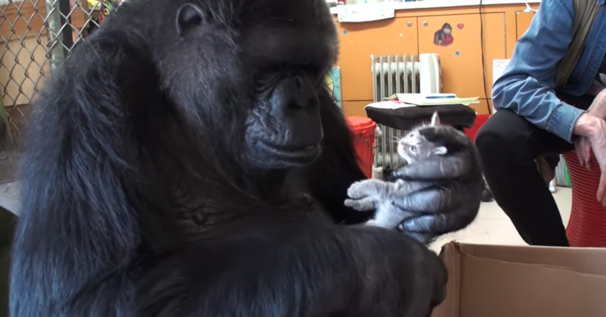 Koko the Gorilla Falls in Love With Pet Kittens for Her Birthday!