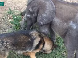 feature-elephant-befriends-dog