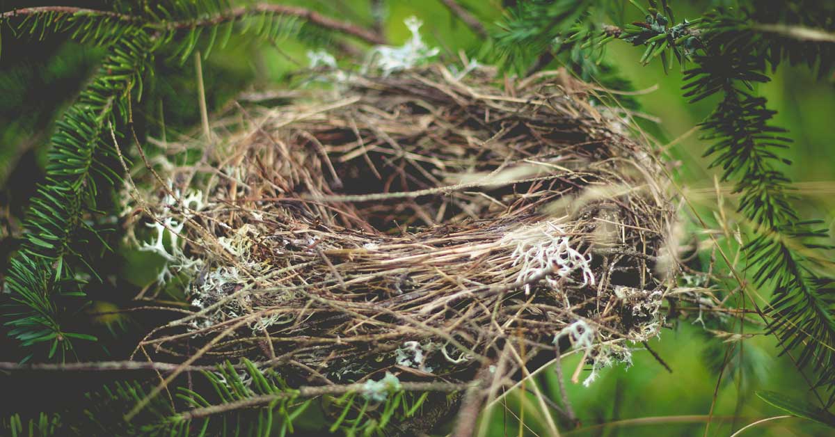 Your New Roles with an Empty Nest