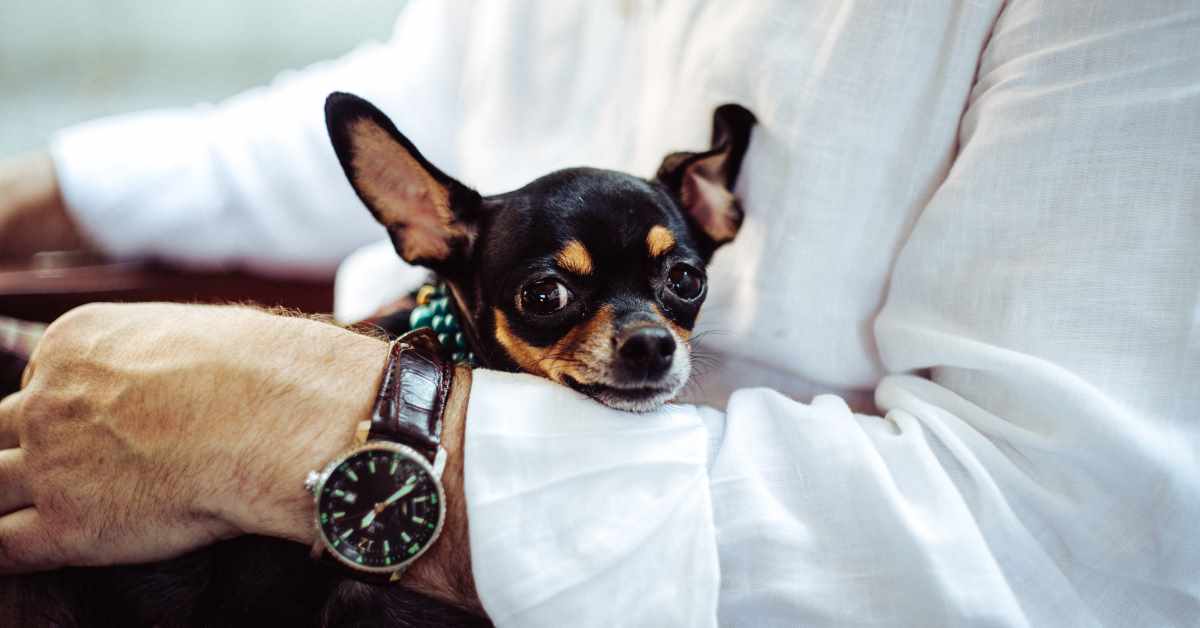 10 Things to Do Before Taking Your Dog to Work