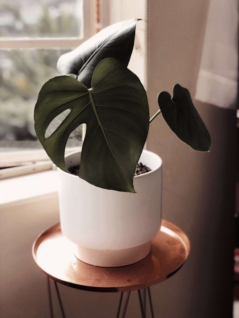 photo of the monstera plant